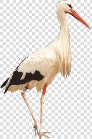  crane  bird  birds  kraanvogel  afrika  africa  southafrica   White Stork  HD Png Download