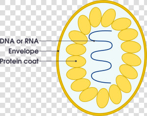 File Simple Diagram Of Virus Svg Simple English Wikipedia  HD Png Download