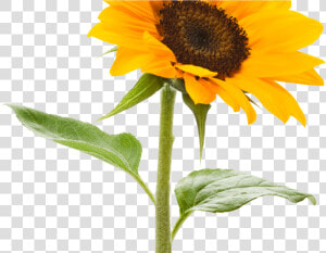 Sunflower Png Tumblr  Tumblr Transparent Sunflowers   Clipart Transparent Background Sunflower  Png Download