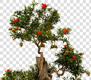 Pomegranate Tree Png   Transparent Pomegranate Tree Png  Png Download