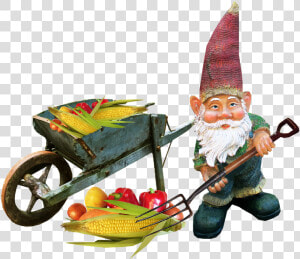 Gnome Working Vegetables Free Photo   Gnomes Png  Transparent Png