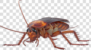 Transparent Cockroach Png   Front Cockroach Png  Png Download