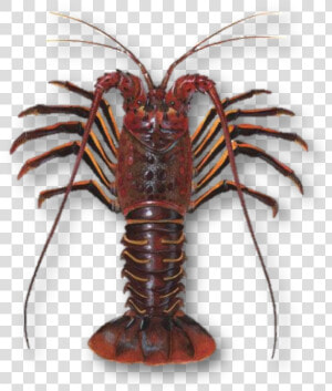 Spiny Lobster  HD Png Download