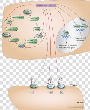 Mechanism Of Action Of Valproate  HD Png Download