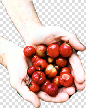  berries  hands  giving  summer   Natural Foods  HD Png Download