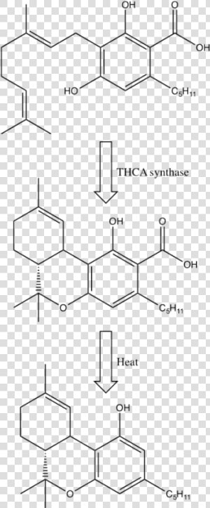 Precursors To Thc  HD Png Download