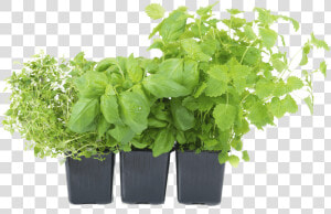 Herb Png Images All   Vegetable Garden Png  Transparent Png