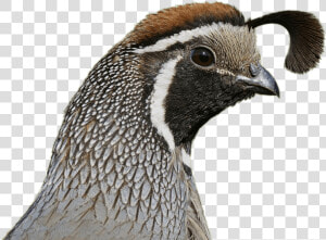 Quail Head   California Quail Head  HD Png Download