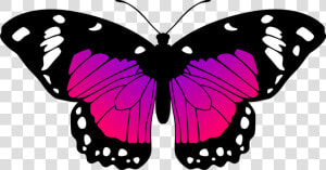 Pink And Purple Butterfly Pictures Pink And Purple   Pink And Purple Butterfly  HD Png Download