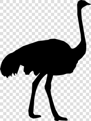 Silhouette  Ostrich  Zoo  Feather  Fauna  Fowl   Ostrich Silhouette Png  Transparent Png