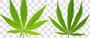 Marijuana Leaf  Hd Png Download   Png Download   Marijuana Leaf  Transparent Png