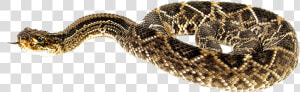 Snake Png Transparent Image   Rattlesnake Png  Png Download