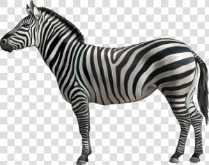 Horse Zebra Clip Art   Zebra With White Background  HD Png Download