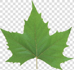 Now You Can Download Green Leaves Png In High Resolution   Green Maple Leaf Png  Transparent Png