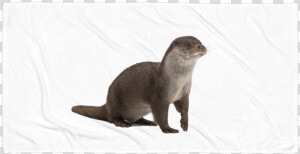 Class Lazyload Lazyload Mirage Cloudzoom Featured Image   River Otter No Background  HD Png Download