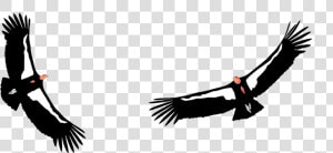 California Condor Png  Transparent Png