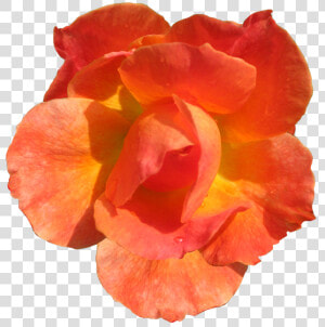 Clipart Flowers Orange   Orange Flower Cut Out  HD Png Download