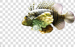 Lionfish  HD Png Download