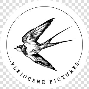 Pleiocene Pictures   European Swallow  HD Png Download