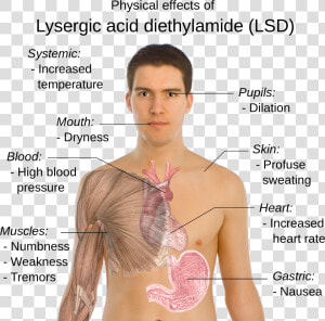 2000px Possible Physical Effects Of Lysergic Acid Diethylamide   Does Lsd Affect The Body  HD Png Download