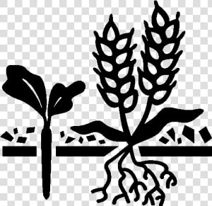 Cover Crops Icon   Cash Crops Black And White  HD Png Download