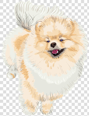 Pomeranian  HD Png Download