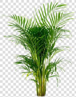 Potted Plant Png  areca Palm  Arecaceae  Houseplant    Areca Palm  Transparent Png