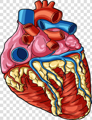 Transparent Human Body Png   Transparent Heart Human Body Parts  Png Download