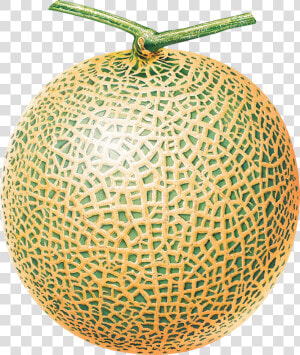 Melon Png Image   Melon Png  Transparent Png