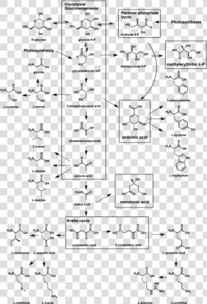 Biogenesis Of Natural Products  HD Png Download