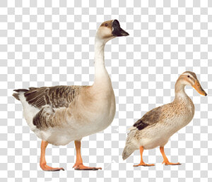 Beautiful And Beautiful Physical Poultry Png   Farm Duck Png  Transparent Png