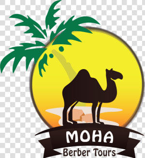 Moha Berber Tours   Arabian Camel  HD Png Download