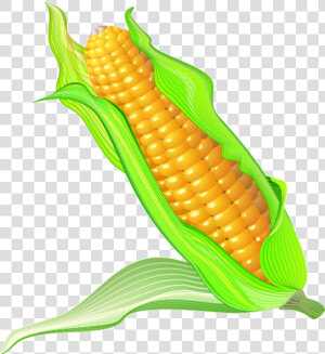 On The Cob Cartoon Transprent Png Free   Maize Cartoon  Transparent Png