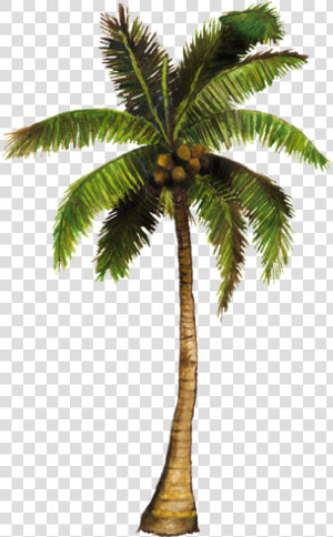 Coconut Tree With Coconut Png  Transparent Png