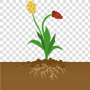 Transparent Flowering Plants Clipart   Plants Absorbing Carbon Dioxide  HD Png Download