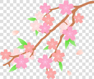 Petal cut Flowers twig   Transparent Cherry Blossom Drawn  HD Png Download