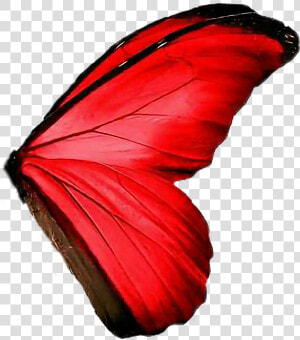  butterfly  wings  red  amazing   Red Butterfly Wings Png  Transparent Png