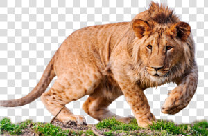 Lion Desktop Wallpaper 4k Resolution High definition   Lion High Resolution Images Png  Transparent Png