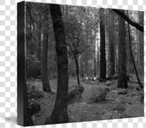 Forrest Drawing Forest Landscape  HD Png Download