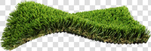 Hedge  HD Png Download