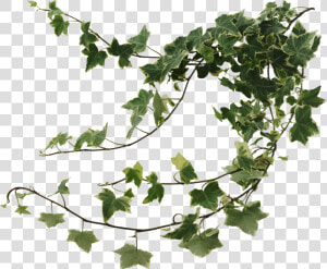 Best Air Purifying   Ivy Png  Transparent Png