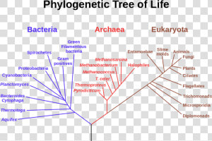 Universal Common Ancestor  HD Png Download