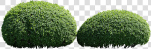 Hedge  HD Png Download