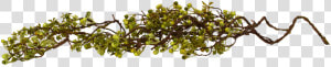 Twig Berry Vine Green 48   Acacia Greggii  HD Png Download