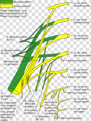 Sacral Plexus  HD Png Download