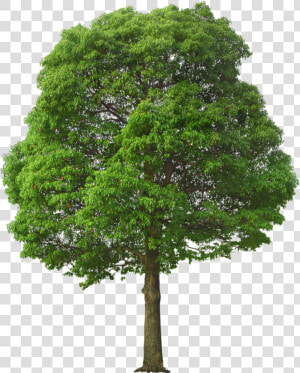 California Sycamore Png   Tree Png  Transparent Png