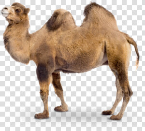 Camel Transparent Two   Camel Png  Png Download