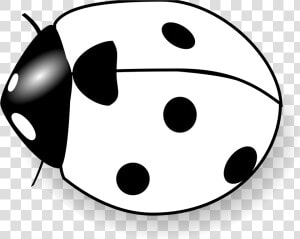 Bee Clipart Black And White   Lady Bug Black And White Clipart  HD Png Download