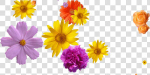 Falling Flowers Gif Transparent  HD Png Download