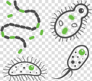 Urinary Tract Infections   Bacterial Infection Png  Transparent Png